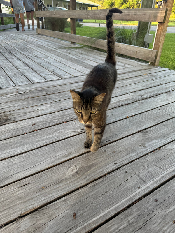 Miso in a customer’s home