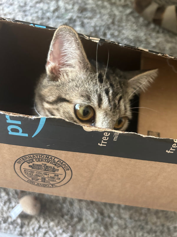 Miso in a customer&rsquo;s home