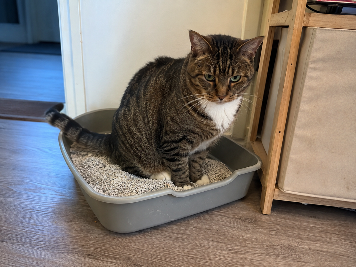 Miso beside the litter box
