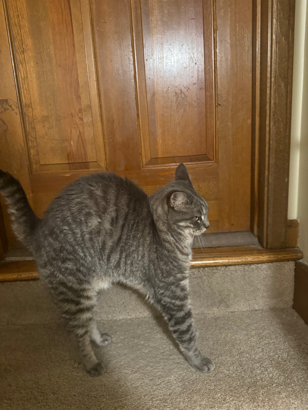Miso in a customer&rsquo;s home