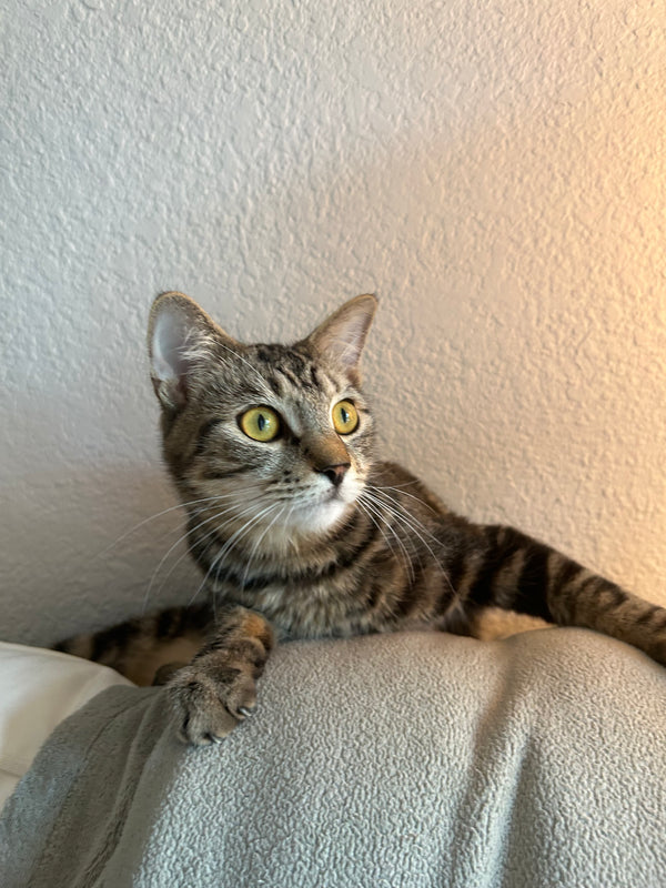 Miso in a customer&rsquo;s home